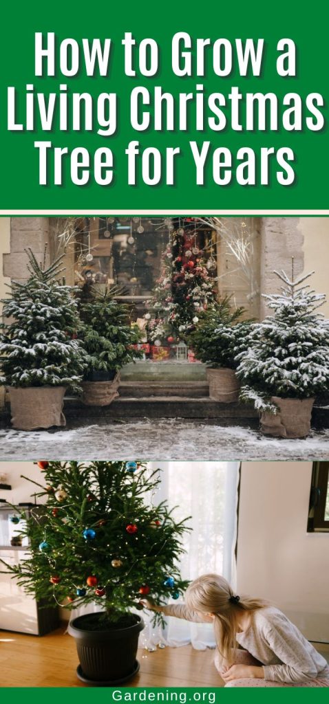 How to Grow a Living Christmas Tree for Years pinterest image.