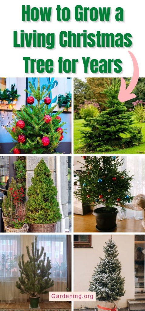 How to Grow a Living Christmas Tree for Years pinterest image.