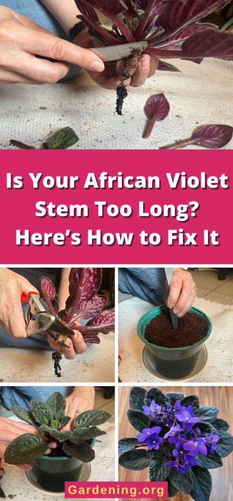 Is Your African Violet Stem Too Long? Here’s How to Fix It pinterest image.