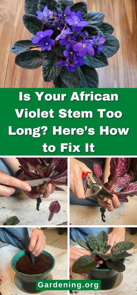 Is Your African Violet Stem Too Long? Here’s How to Fix It pinterest image.