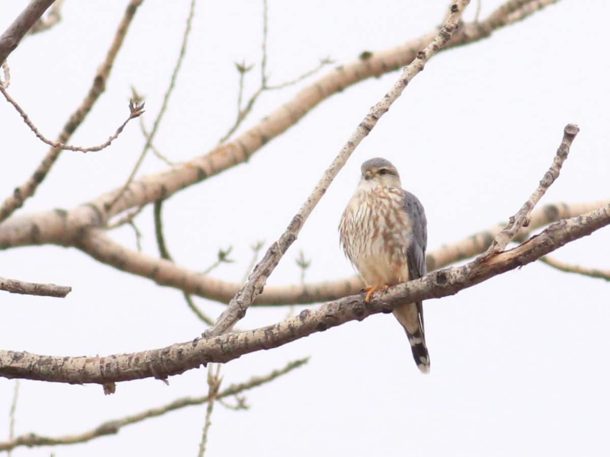 A small hawk, Merlin Hawk during Audubon bird count