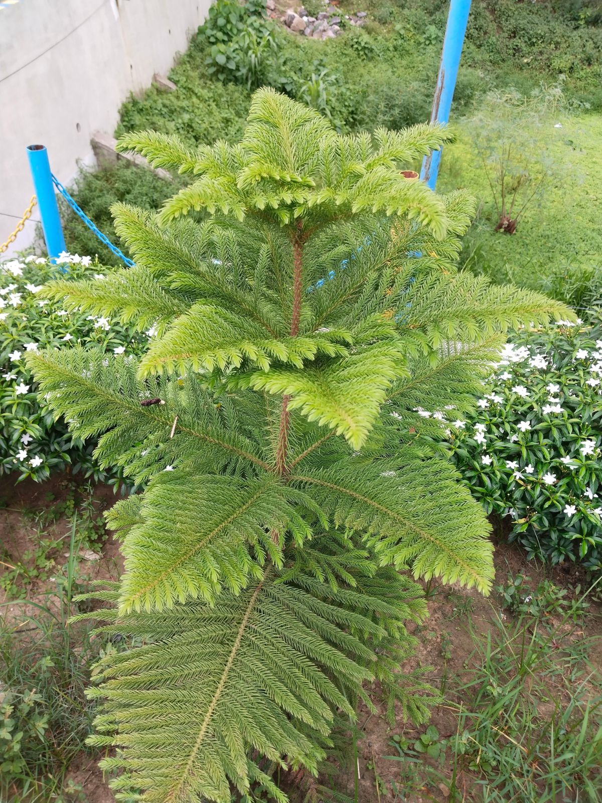 Norfolk Island pine with Large fern-like branches