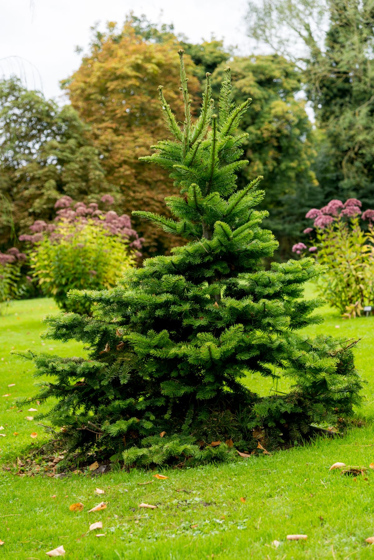 Norway Spruce 'Pusch' planted in a yard