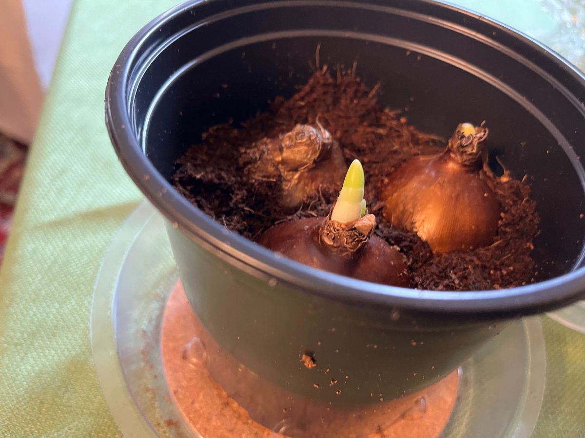 Paperwhites bulbs planted from a kit
