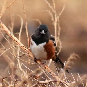 A spotted towhee in a stand of dried grasses and plants.