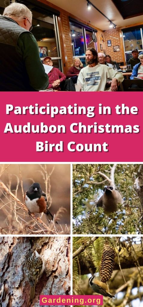 Participating in the Audubon Christmas Bird Count pinterest image.