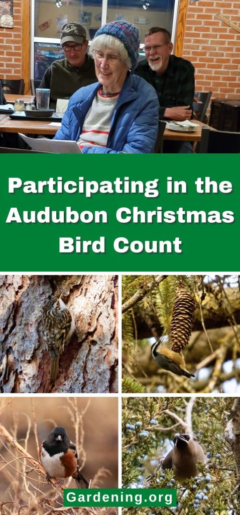 Participating in the Audubon Christmas Bird Count pinterest image.