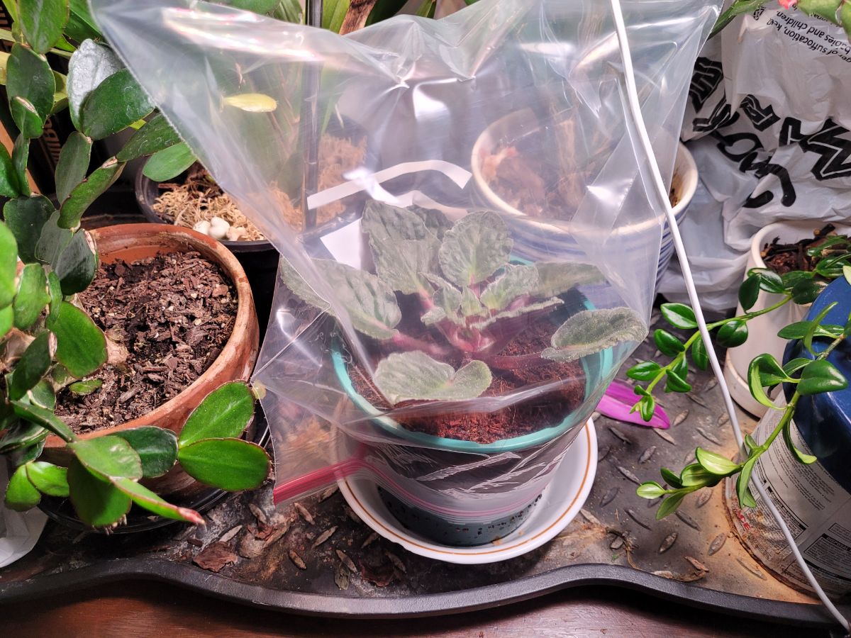 African violet covered with a bag for humidity retention while rooting