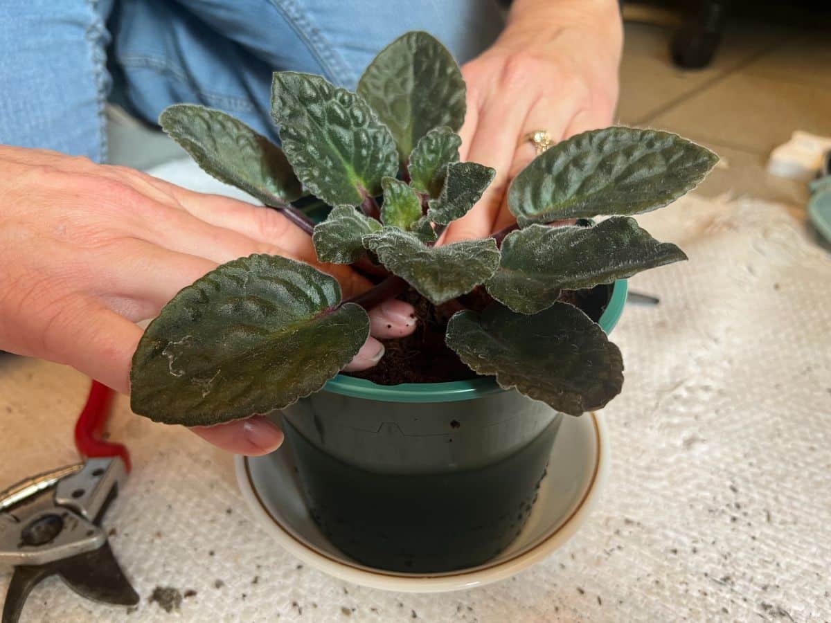 Pressing an elongated African violet into a new pot