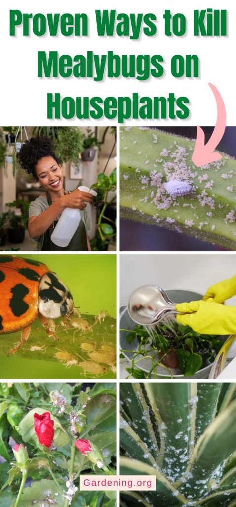Proven Ways to Kill Mealybugs on Houseplants pinterest image.