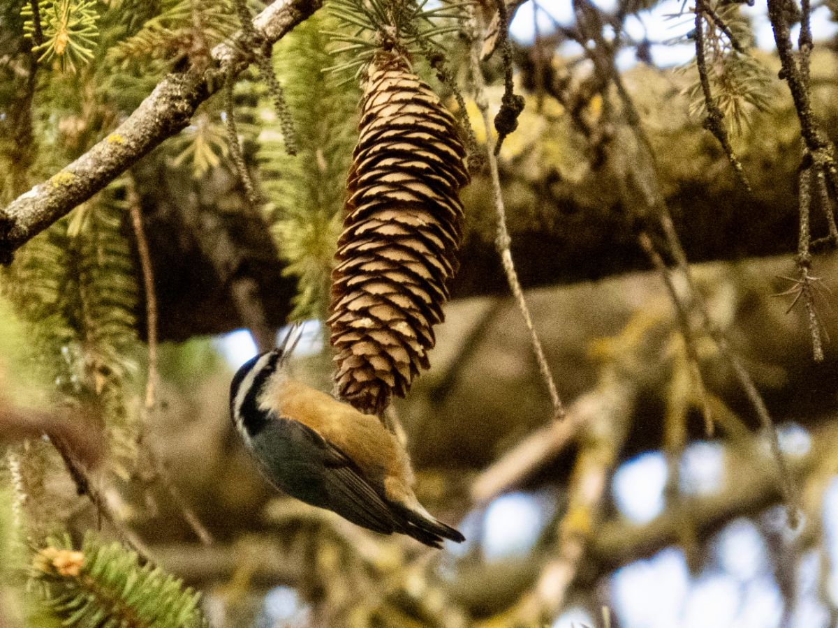 Red breasted nuthatch on a spruce cone