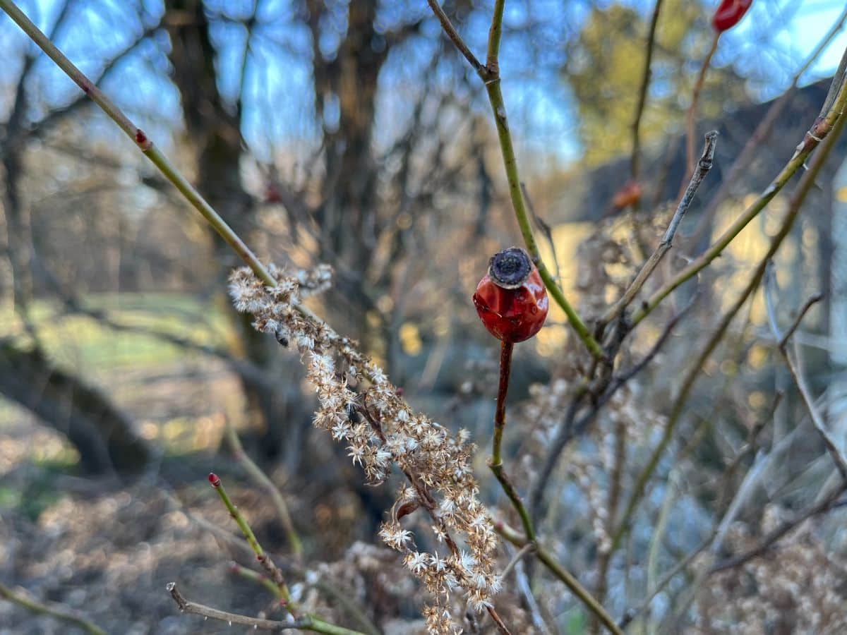 A rose hip left on a bush in winter