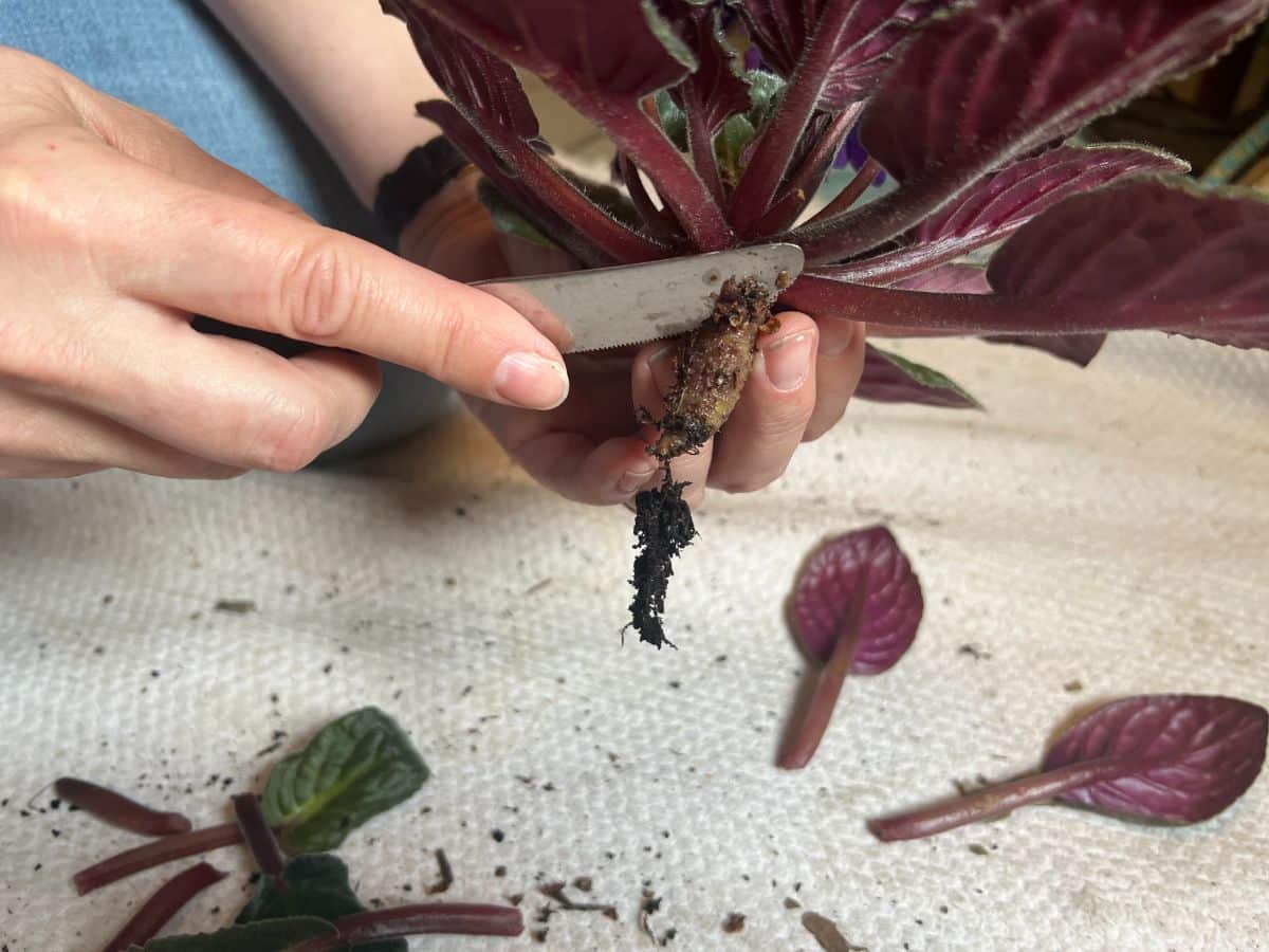 Scraping an African violet stem to re-root
