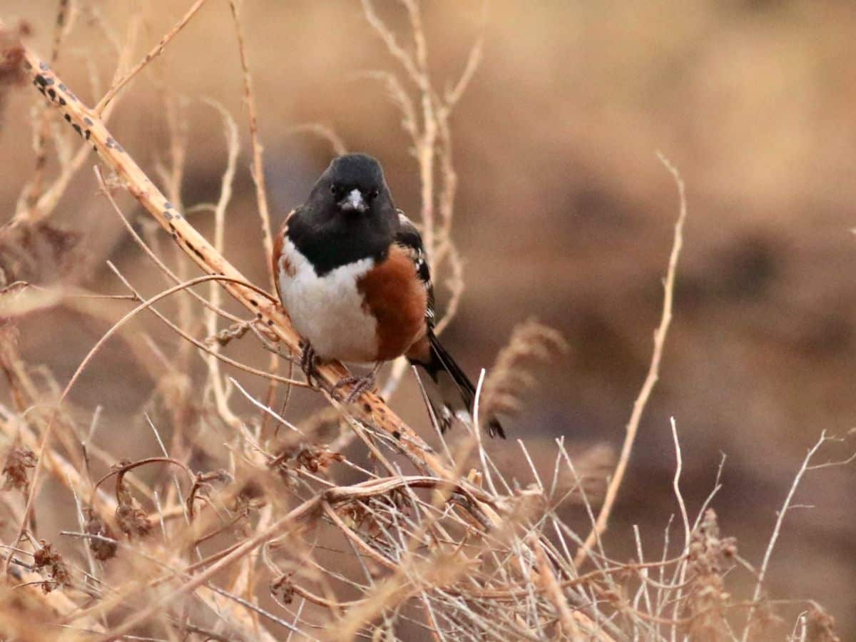 Spotted towhee in grasses