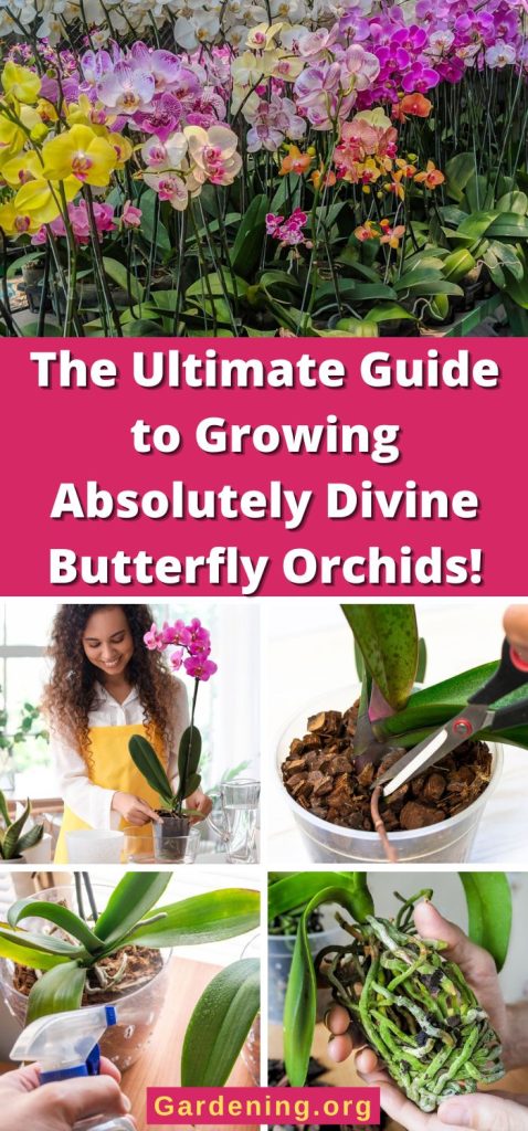 The Ultimate Guide to Growing Absolutely Divine Butterfly Orchids! pinterest image.