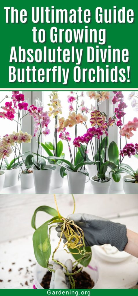 The Ultimate Guide to Growing Absolutely Divine Butterfly Orchids! pinterest image.
