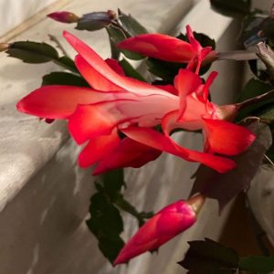A close-up of a Christmas cactus in red bloom.