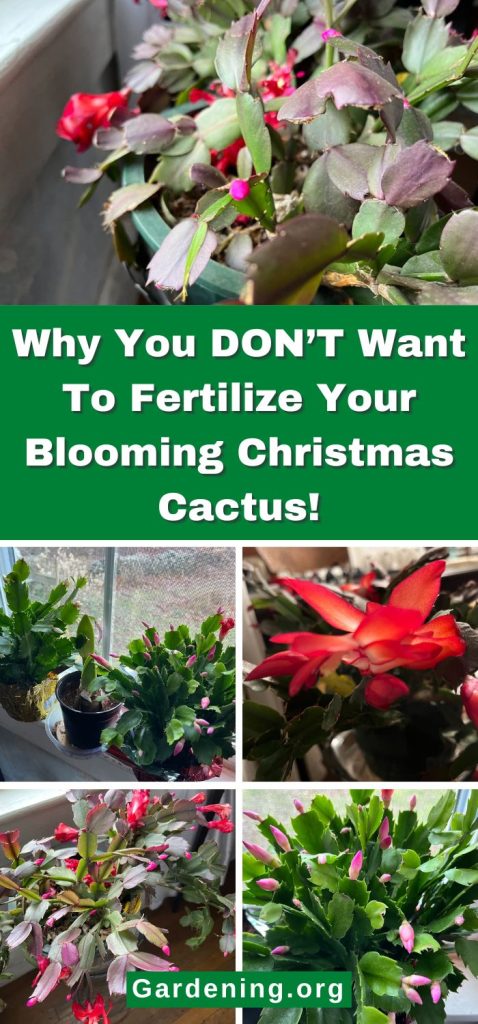 Why You DON’T Want To Fertilize Your Blooming Christmas Cactus! pinterest image.