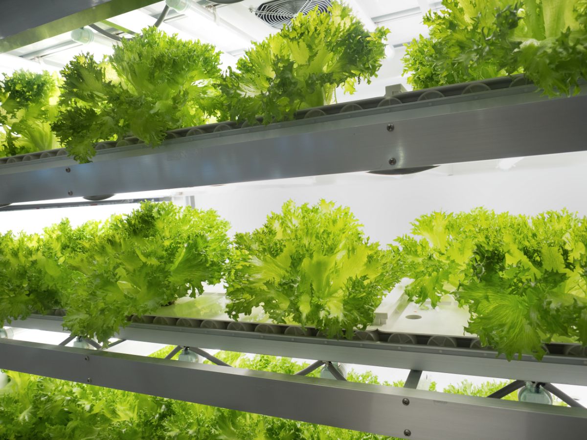 lettuce growing under plant lights