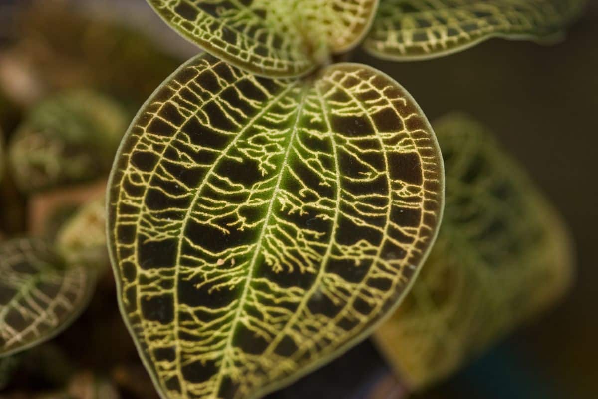 Bright green veins on jewel orchid leaves