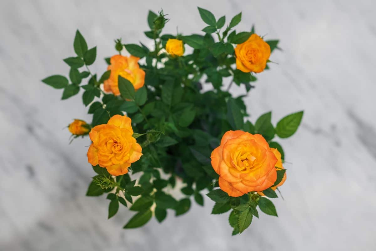 Golden miniature potted rose