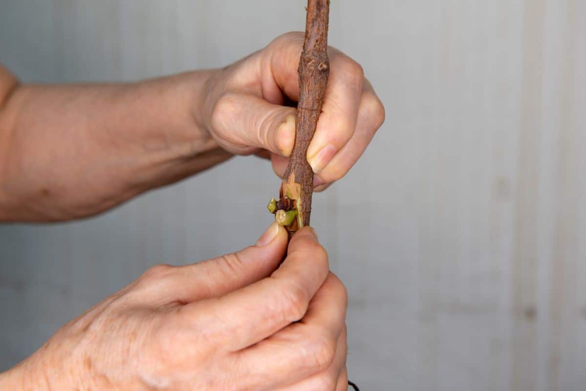 Fitting a chip bud to the host plant
