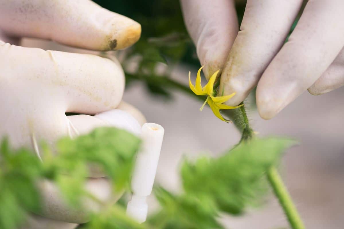 Hand pollinating tomato plants inside