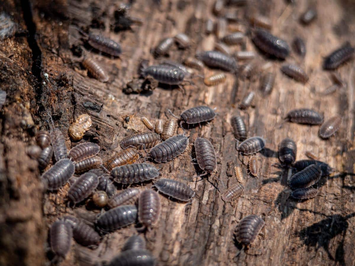 Pillbugs feeding on wood
