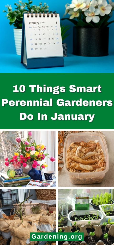 10 Things Smart Perennial Gardeners Do In January pinterest image.