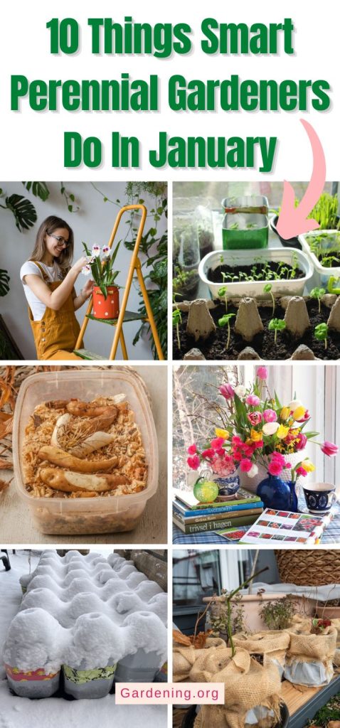 10 Things Smart Perennial Gardeners Do In January pinterest image.