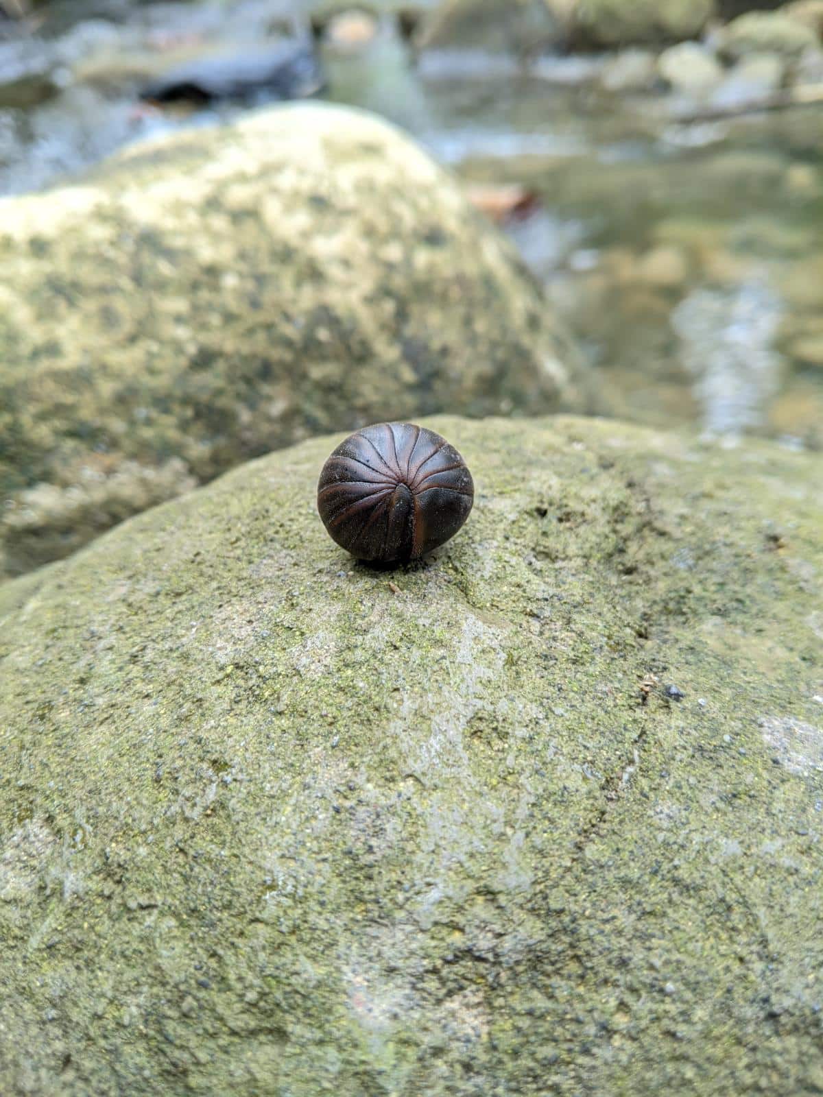 A pillbug rolled into a ball