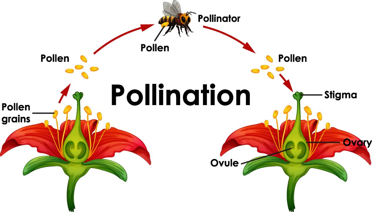 Diagram of the pollination cycle