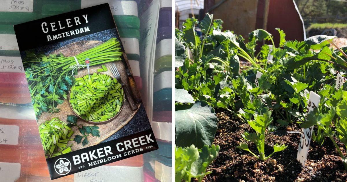 11 Top Tips For Growing Celery From Seed - Gardening