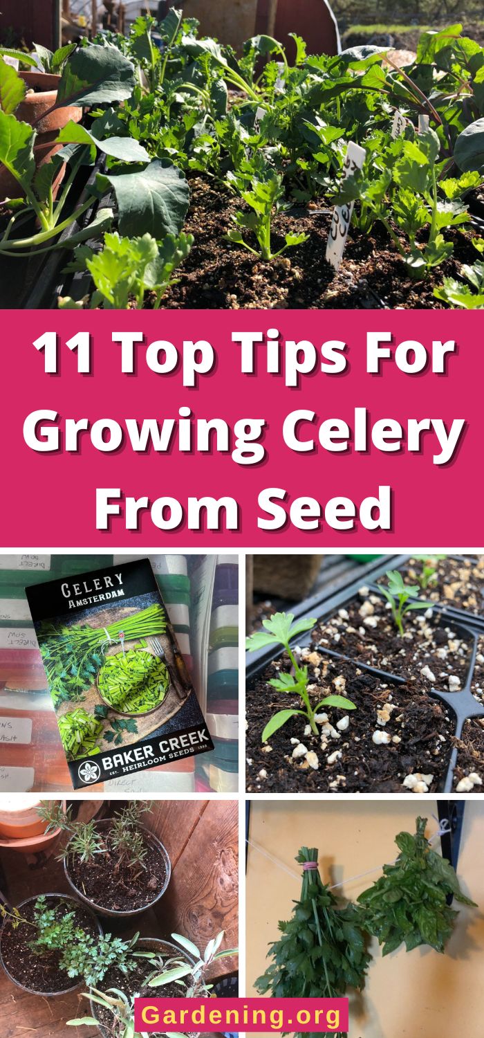 11 Top Tips For Growing Celery From Seed - Gardening
