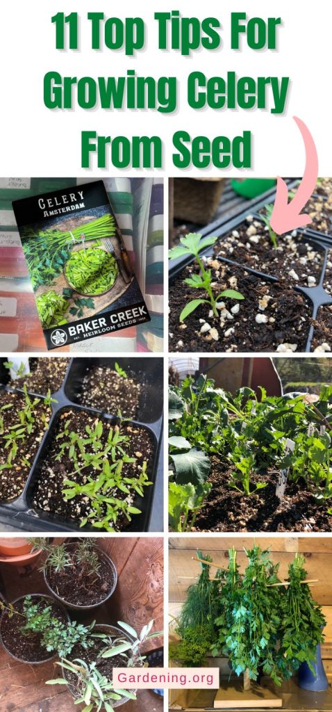 11 Top Tips For Growing Celery From Seed pinterest image.