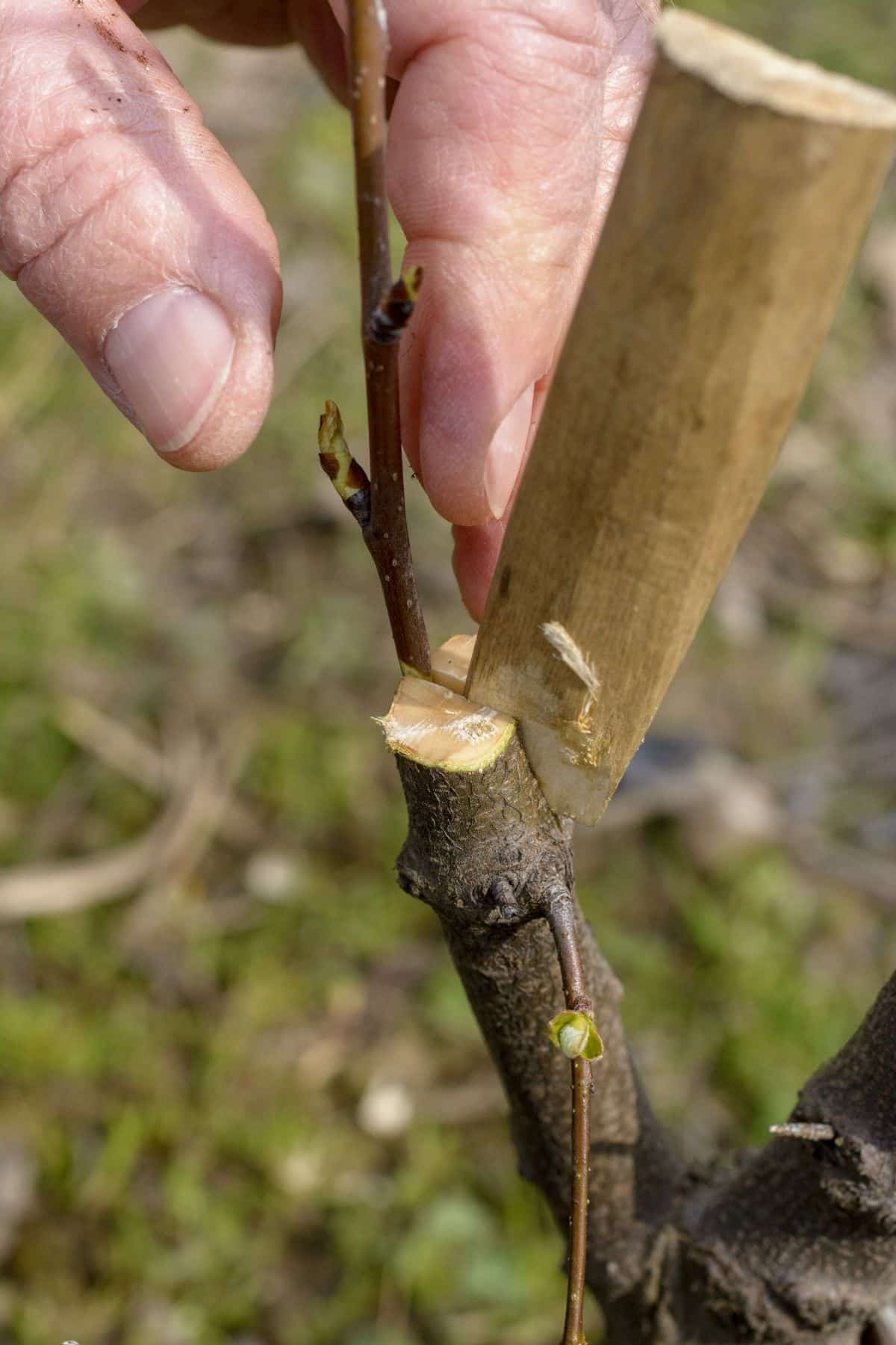 A hand made wood chisel holding open a graft 