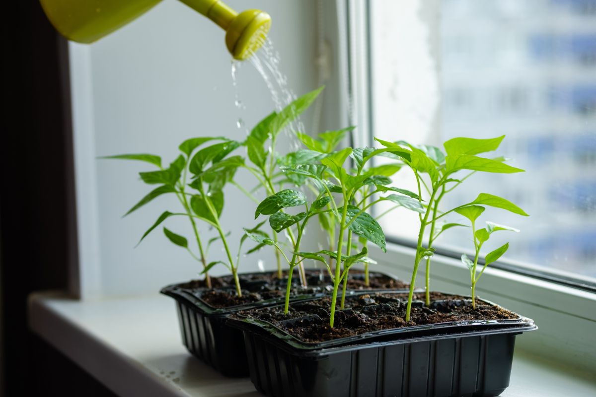 Pepper plants growing indoors