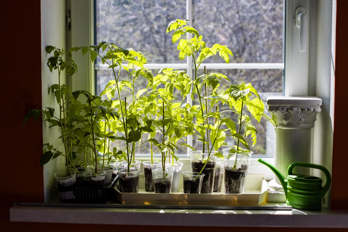 Leggy tomato and pepper plants