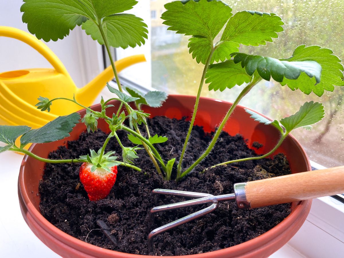 Strawberries growing indoors