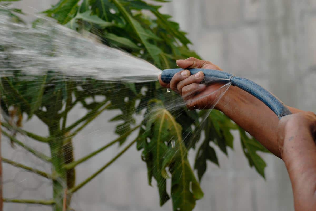 Spraying a plant with water to remove pests