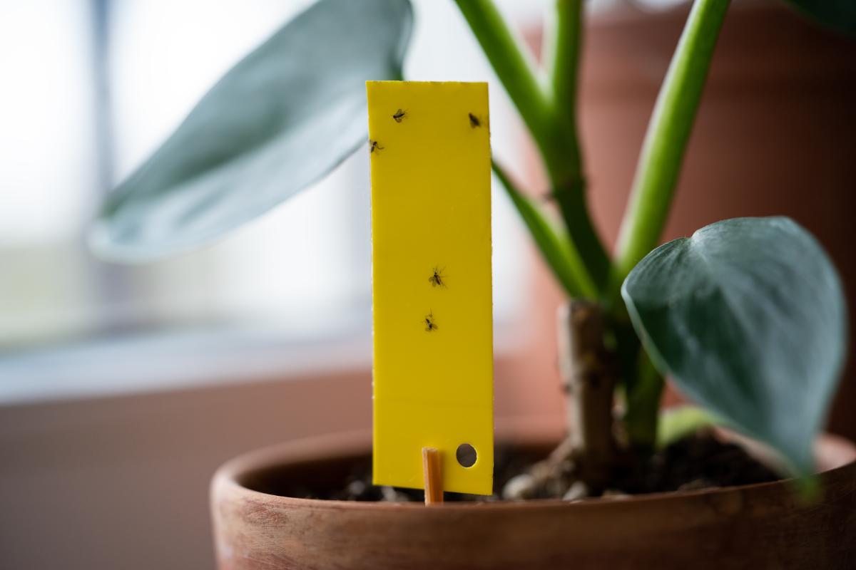 Fungus gnats trapped by yellow sticky card.