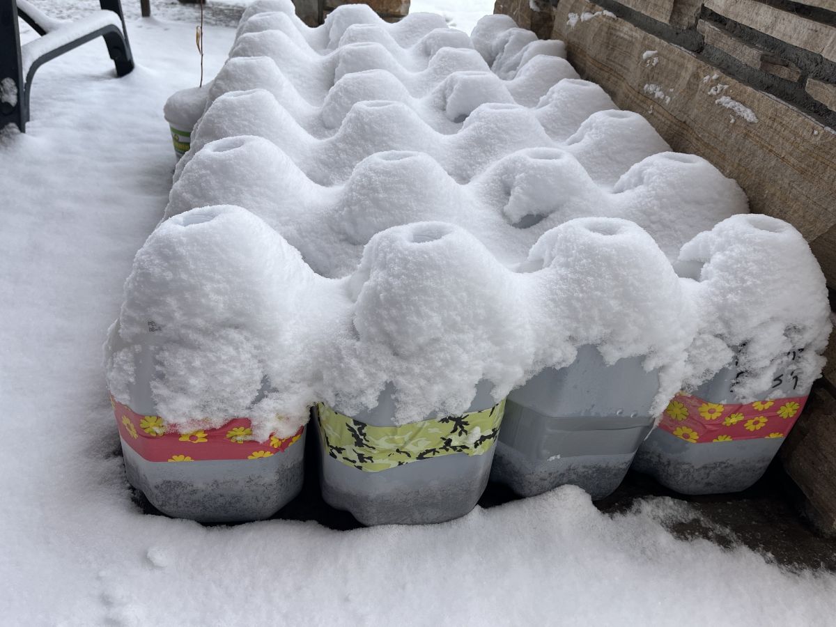 Winter sown jugs in snow