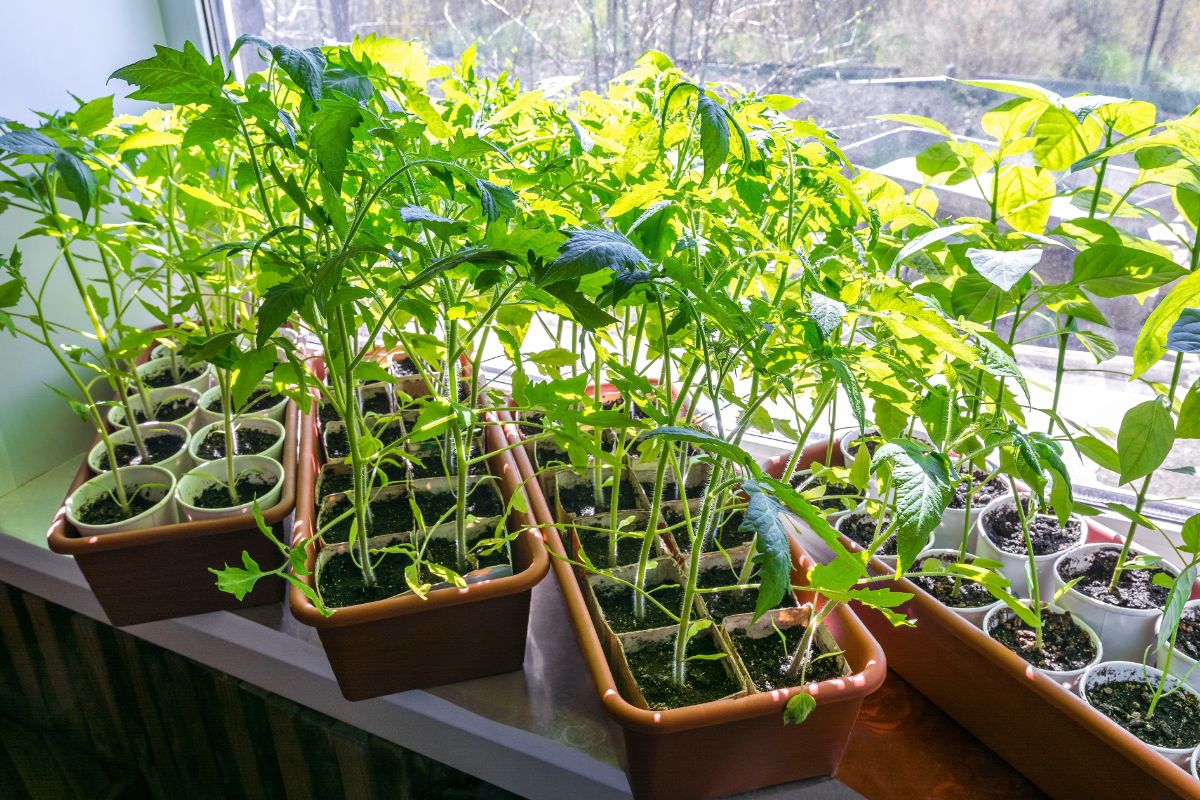 Tomato plants growing in a window sill