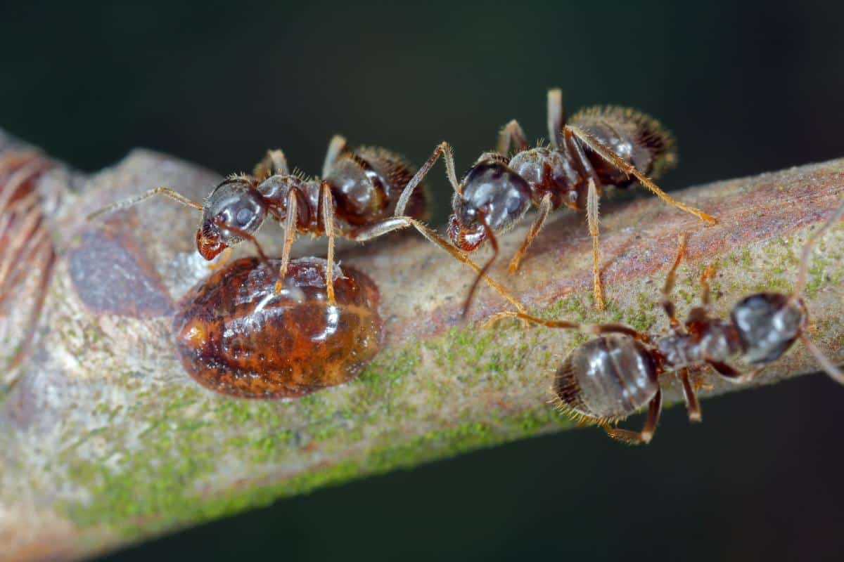 Ants after honeydew on a houseplant
