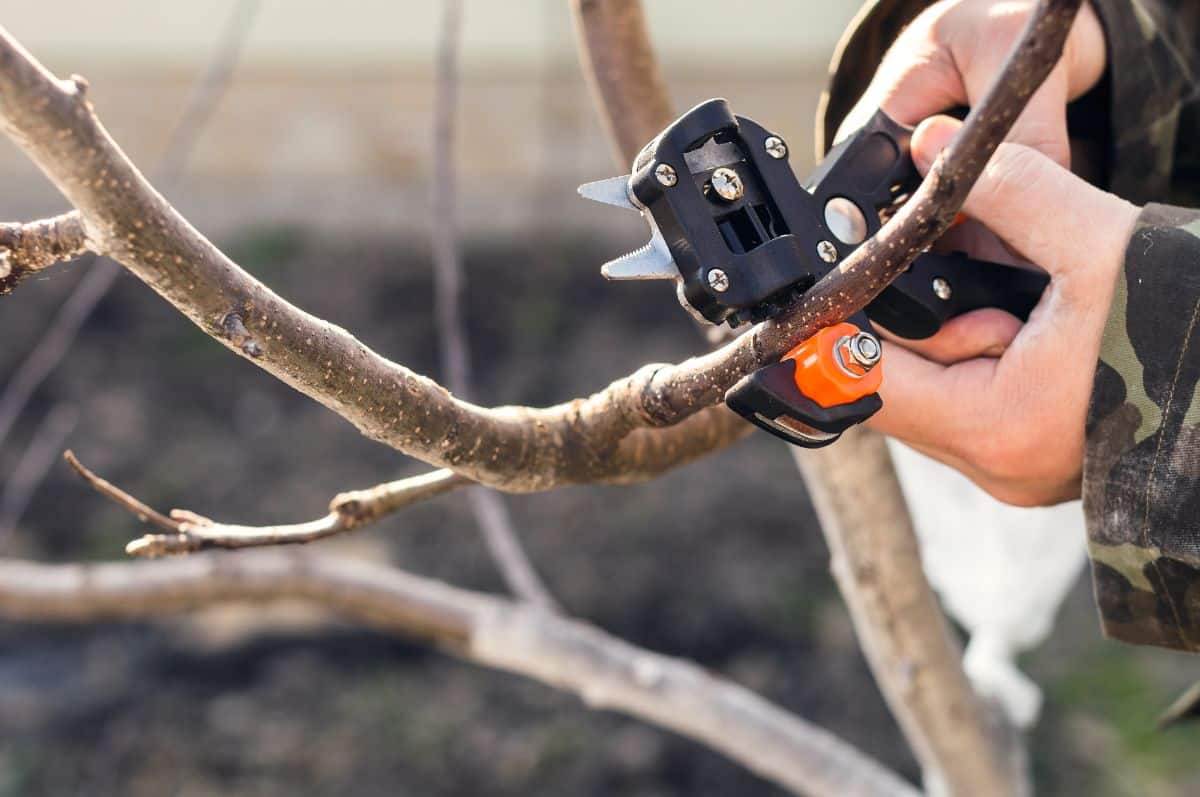 A grafting tool being used on a fruit tree branch