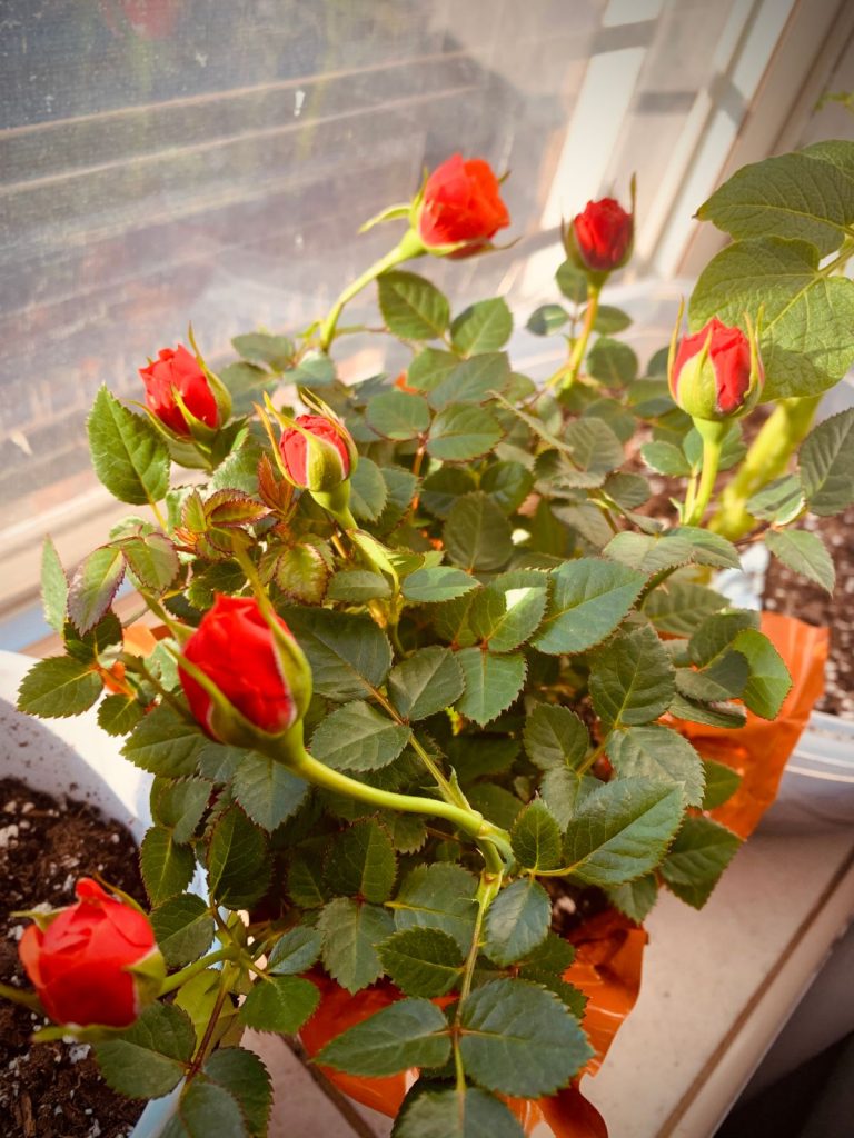 How to Grow Miniature Roses Indoors and Keep Them Blooming - Gardening