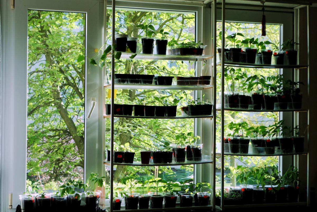 Plants growing on a DIY grow shelf