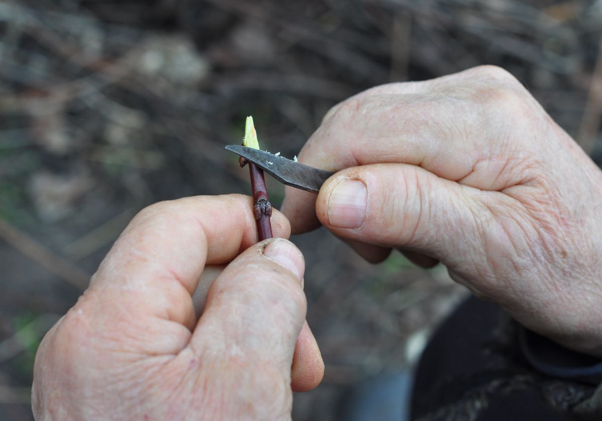 Whittling a piece of scion wood for a graft