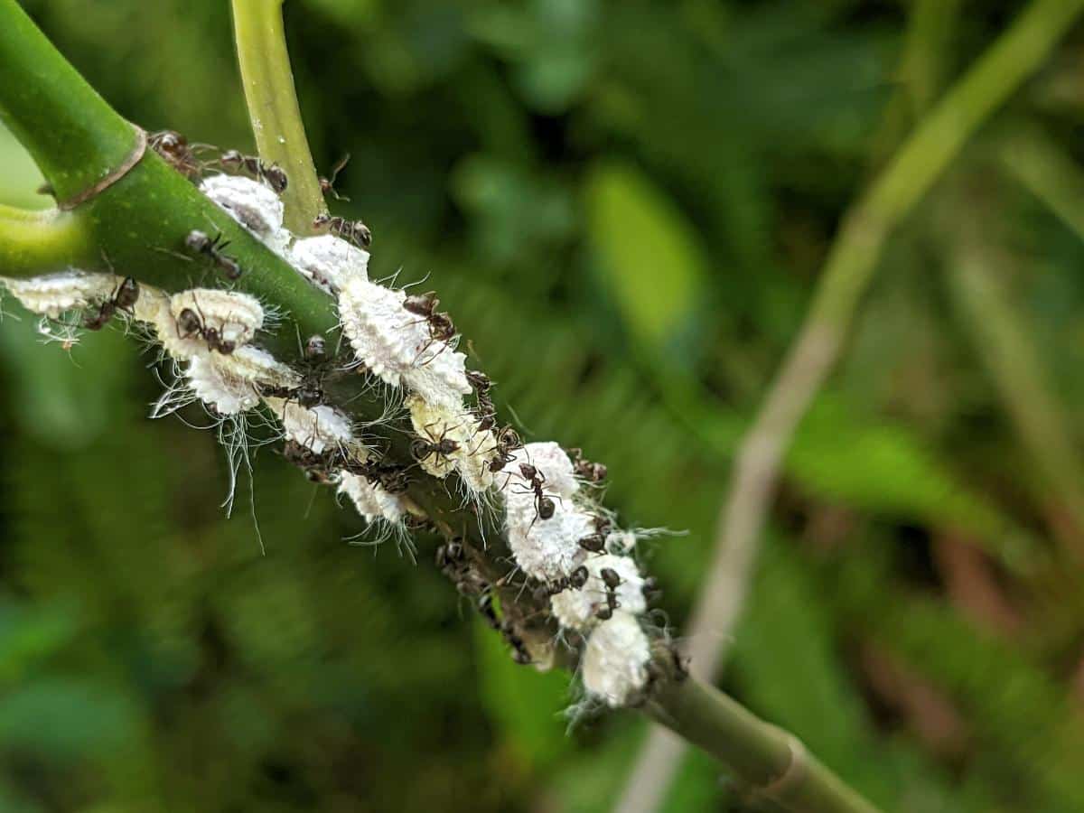 Mealybugs being farmed by ants.