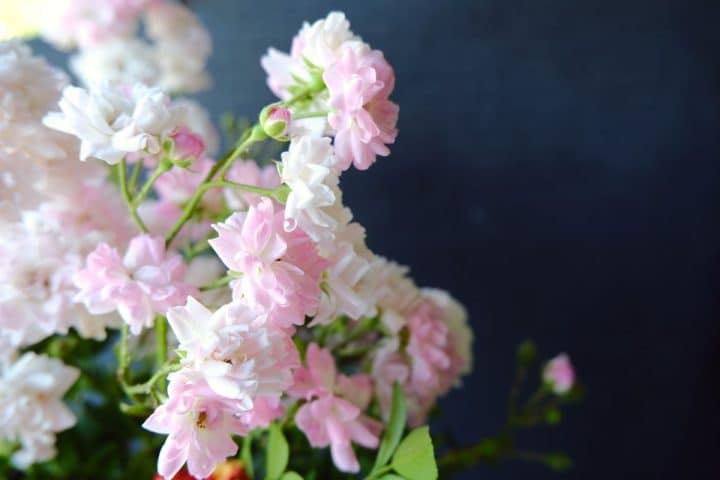 How to Grow Miniature Roses Indoors and Keep Them Blooming - Gardening